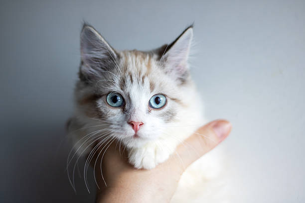A person is gently holding a tiny, adorable kitten that has striking blue eyes in the palm of their hand, showcasing its cuteness