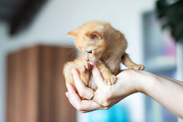 Portrait of an adorable 5 weeks kitten looking yp. Kitten is polydactyl on two fronts paws, and is grey and white with his nose half pink, half black. Horizontal indoors waist up shot with copy space and no people,