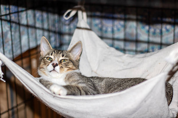 A small domestic cat is comfortably laying in a cozy hammock situated inside a cage, surrounded by soft grass and a sturdy fence