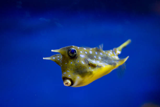 Colorful Coral Reef Teeming with Exotic Fish. Lively and colorful coral reef in a vibrant underwater world. Diverse array of tropical fish swimming freely in their aquatic environment, creating a mesmerizing scene for nature and animal enthusiasts alike.