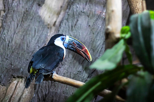 A colorful toucan, known for its oversized and vibrant beak, is perched gracefully on a sturdy tree branch in its natural habitat