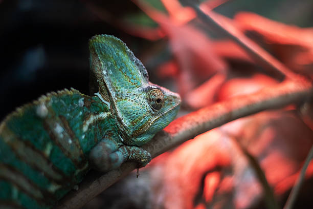 A vibrant chameleon is perched calmly on a branch, with striking red lights illuminating the background behind it and enhancing the scene