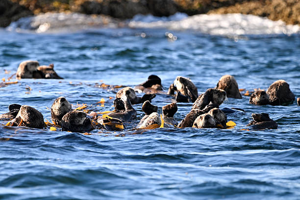 istock Sea Otters in a Kelp Bed 2238964601