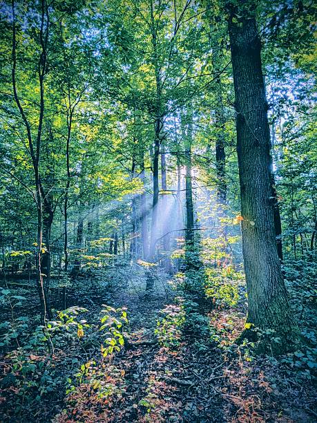 Sunbeam in the forest , show me the life path , magic , relax , harmony
