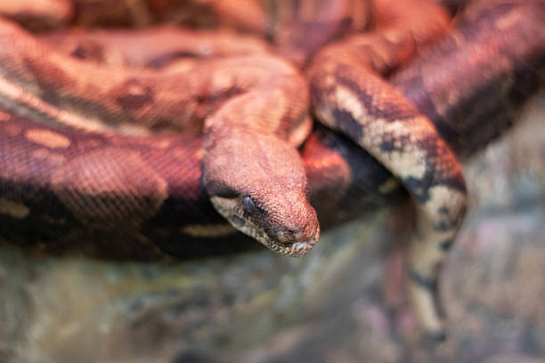 The boa constrictor is a large snake, and reach lengths of 3–13 feet. Focussed here on his head. Mainly evolved from South America, and widely used as pets.