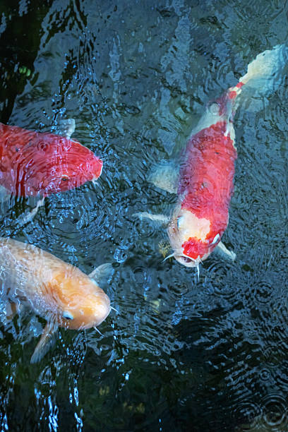 istock A Tranquil Underwater Scene Featuring Colorful Koi and Carp Fish Swimming Gracefully 2238967406