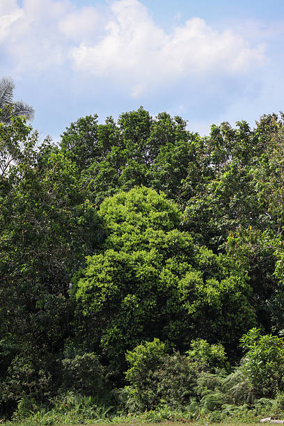 istock Tropical Forest Landscape with Green Trees and Blue Sky 2238968200