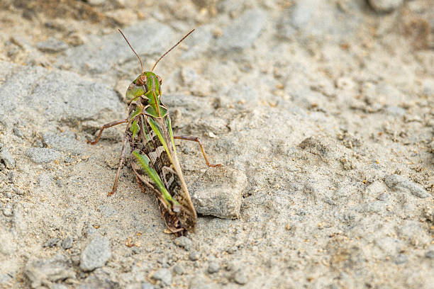 istock Close-up Macro of a Grasshopper on Rocky Ground 2238968253