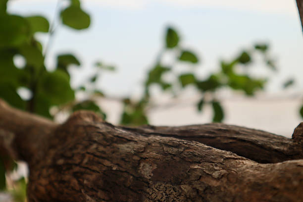 Horizontal driftwood or weathered log with a rough texture, foreground focus and blurred nature background
