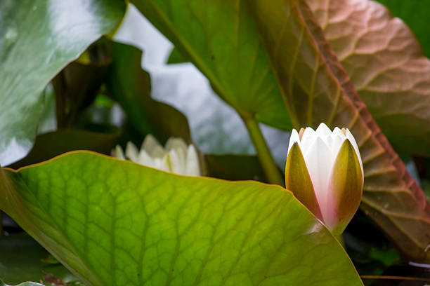 Summer scenery, a white lotus flower floats on the water