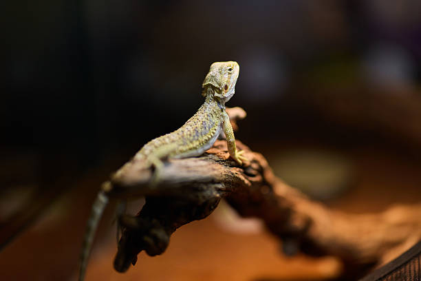 istock A Bearded Dragon perches on a branch while being kept in a controlled captivity environment 2238969027