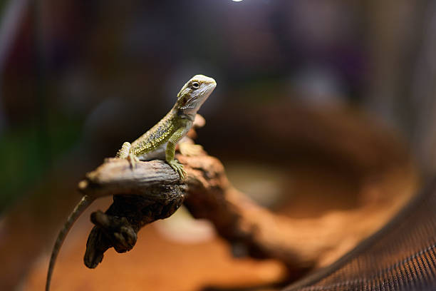 istock Lizard Magnificently Perched on a Branch in a Beautiful Terrarium Setting Environment 2238969094