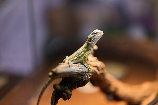 istock A Lizard on a Branch in a Lush Terrarium, basking in warm light, showcasing its charm 2238969226