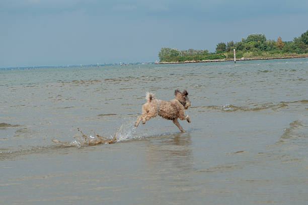 Dog playing with the sea waves