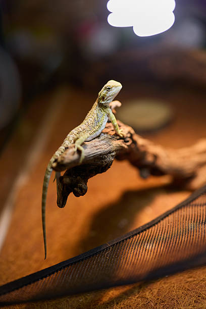 A Bearded Dragon rests on a branch beneath warm light, creating a visually captivating scene