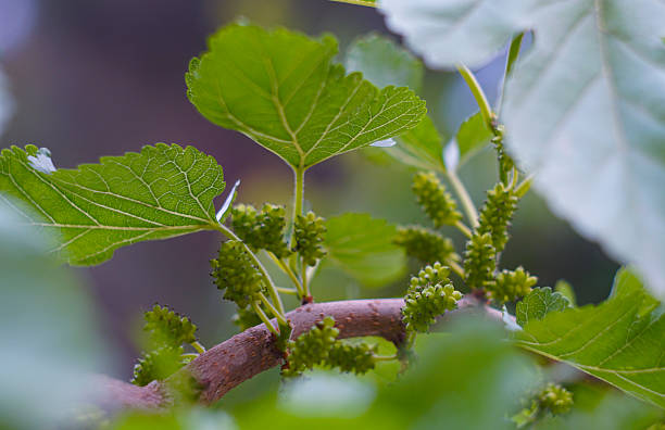 istock Unripe green mulberries on a mulberry 2238970734