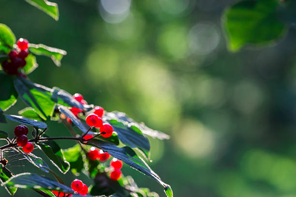bright honeysuckle berries on a blurred background