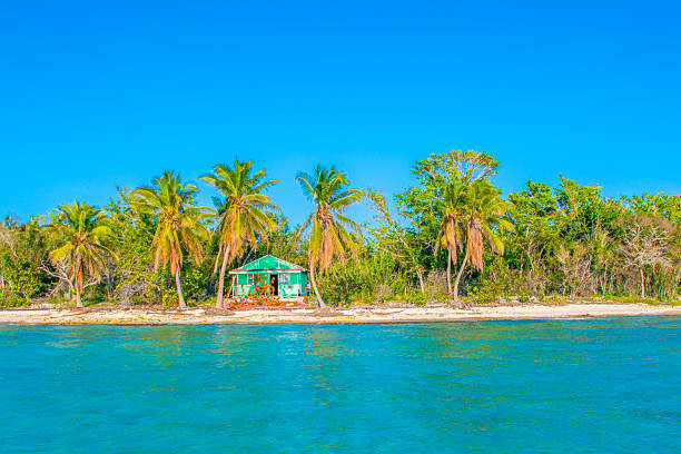 Coconut Palm trees on white sandy beach in Caribbean sea, Saona Island, Dominican Republic.