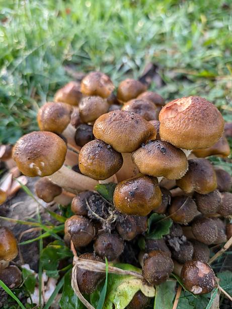 istock edible honey mushrooms 2238974079