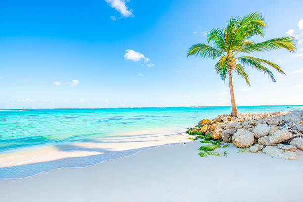 Playa Blanca, Punta Cana, Dominican Republic, Tropical Beach