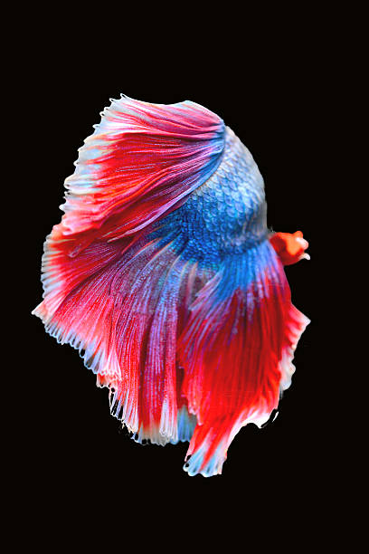istock Betta fish, siamese fighting fish isolated on black background 2238975593