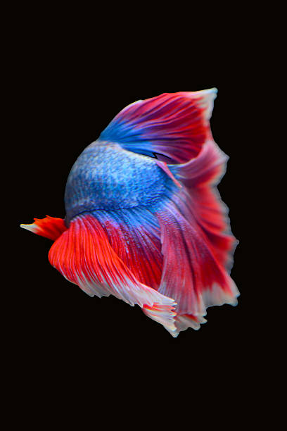 istock Betta fish, siamese fighting fish isolated on black background 2238975594