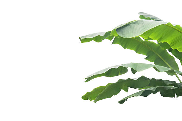 istock Cut out banana leaf isolated with clipping path 2238975619