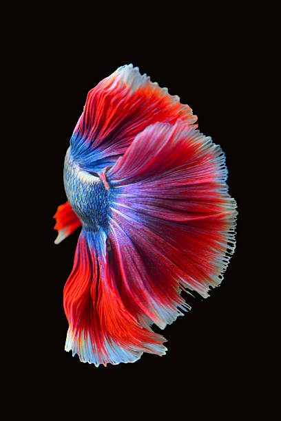 istock Betta fish, siamese fighting fish isolated on black background 2238975633