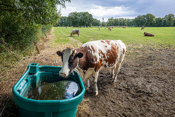 istock Typical Dutch image of cows in a meadow surrounded by trees 2238975695