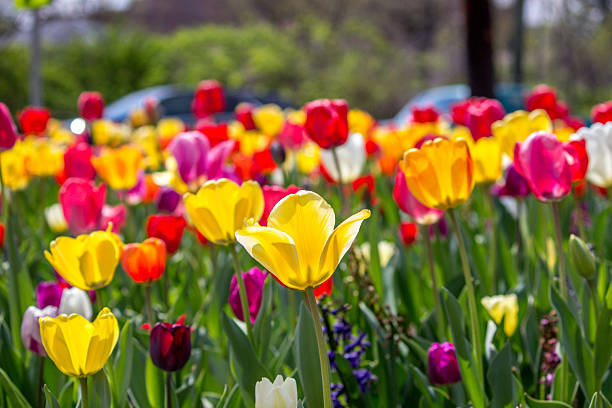 istock Variety of Tulips Blooming 2238977019