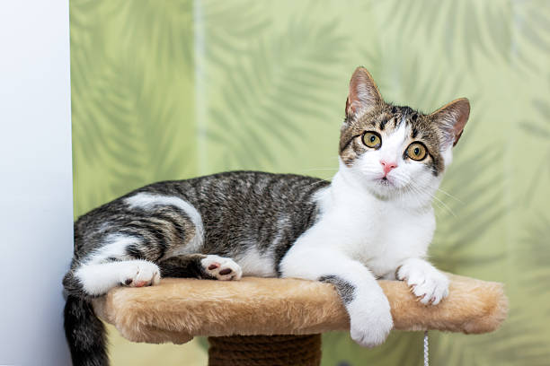 istock A cat is lounging on top of a cat tree, posing for the camera 2238977806