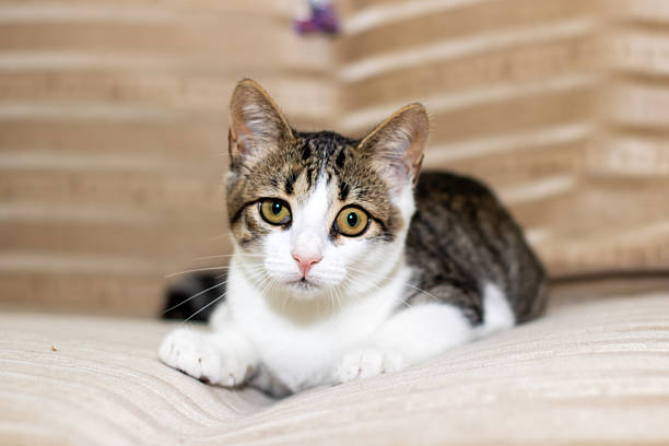 istock A brown and white cat is comfortably laying on its back on a couch 2238977856