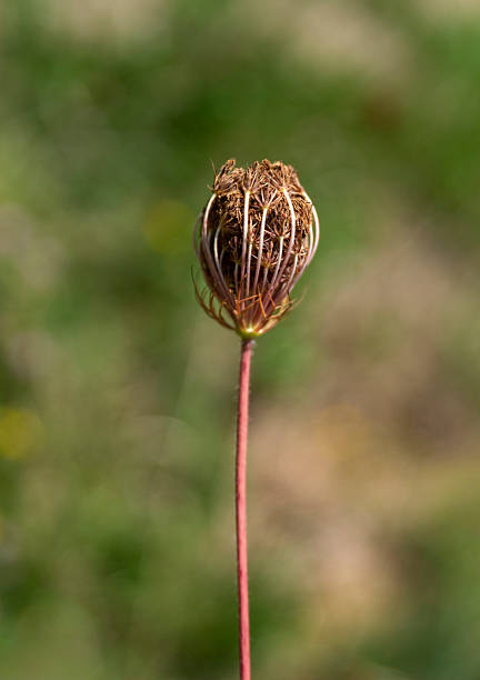 blooming  blossom of a Daucus carota, umbel of a Daucus carota with white and pink petals