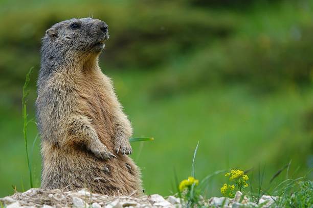 istock Marmot in a green meadow 2238978818