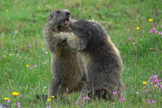 istock Playful marmots in a wildflower meadow. 2238978831
