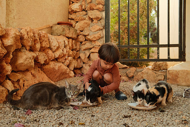 Boy feeding stray kittens outdoors demonstrating kindness