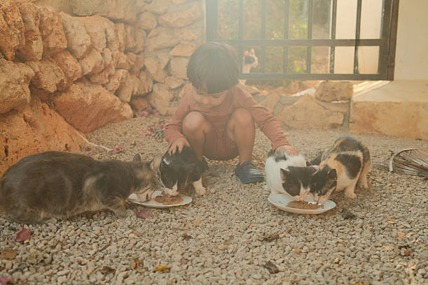 istock Child feeding cats demonstrating care and compassion 2238979649