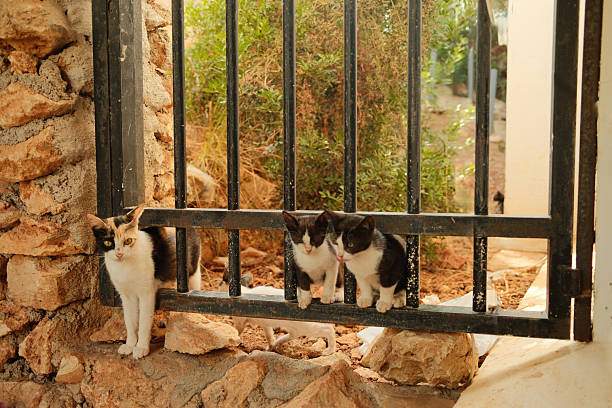 Calico cat with two kittens standing by metal gate