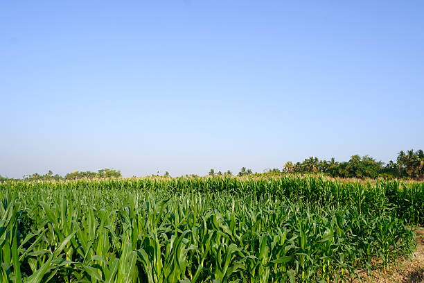 Lush Green Cornfield with Tassels under a Clear Blue Sky