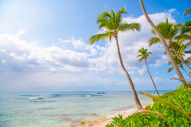 istock Saona Island, Dominican Republic 2238982424