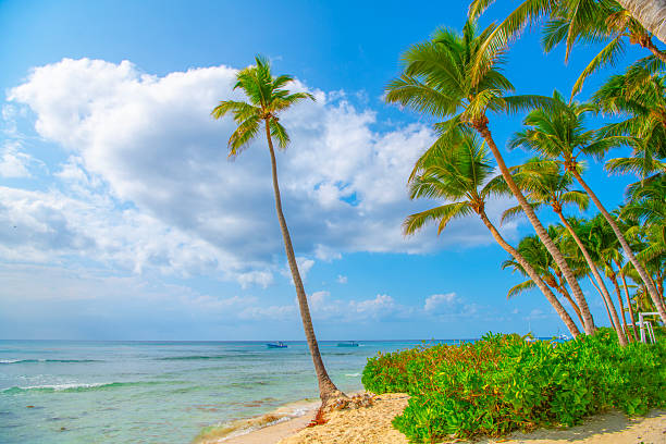 istock Saona Island, Dominican Republic 2238982523