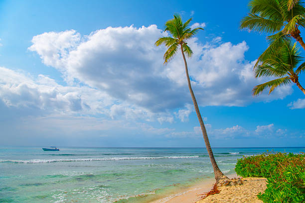 Coconut Palm trees on white sandy beach in Caribbean sea, Saona Island, Dominican Republic.