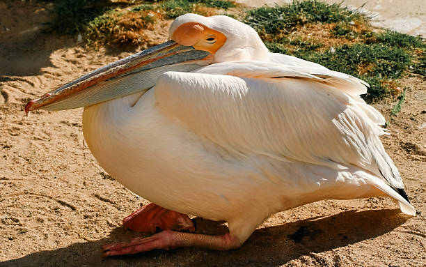 istock Great White Pelican Resting on Sandy Ground in Natural Light 2238982737