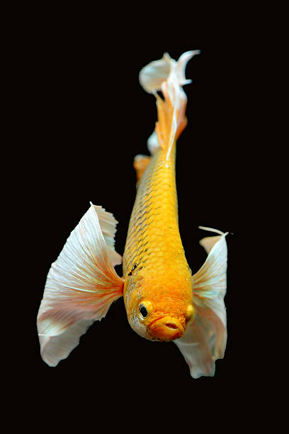 istock Betta fish gold, siamese fighting fish isolated on black background 2238982874