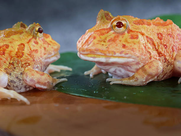 istock Wide mouth or Argentine horned frog 2238982951