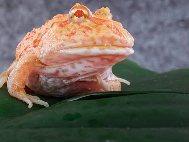 istock Wide mouth or Argentine horned frog 2238982961