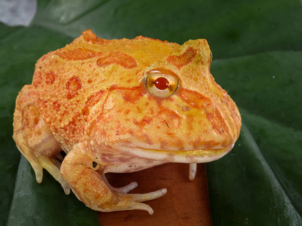 istock Wide mouth or Argentine horned frog 2238982962