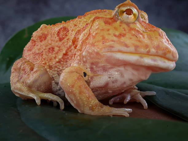 istock Wide mouth or Argentine horned frog 2238982966