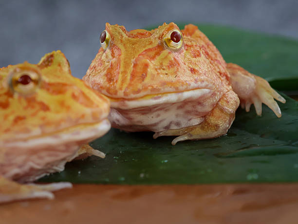 istock Wide mouth or Argentine horned frog 2238982973