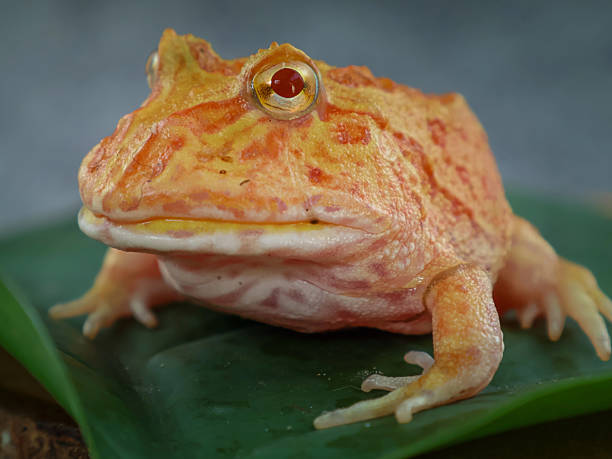 Wide mouth or Argentine horned frog